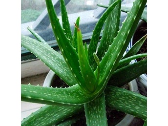 Aloe Vera fröer lättodlad växt
