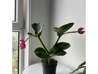 Medinilla '