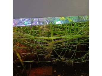 Akvarium växt Brazilian pennywort 4st skot