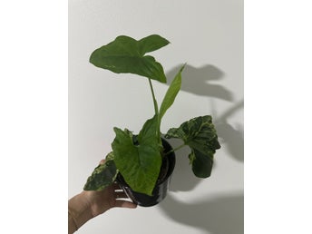 Syngonium - Fläckbladig växt