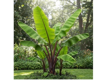 Musa Sikkimensis bananfrön