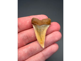 Fossil hajtand (Isurus hastalis) – 14 miljoner år, Temblor-formationen