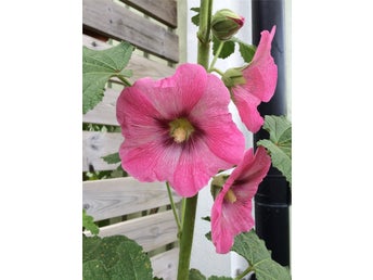 Rosa enkel stockros med mörkare mitt. 30 frön.