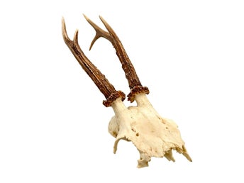 Rådjurskranium med horn - Naturtrogen och dekorativ