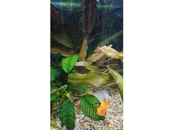 Akvarium Cryptocoryne undulata`
