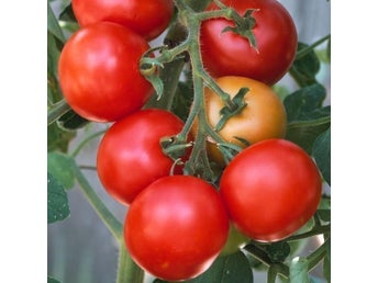 Moneymaker- Solanum lycopersicum - sortäkta - minst 10 st sättfrön. Frakt ingår