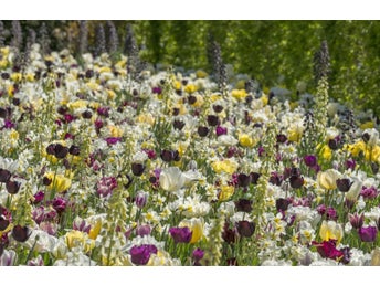 Mix av blomsterlökar- 10p