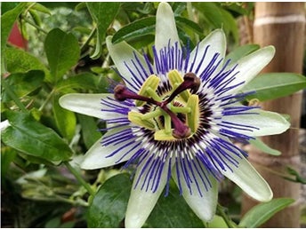 Passionsblomma, Passiflora caerulea 10 frön
