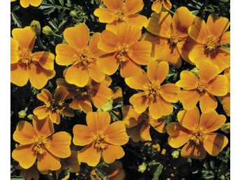 Frön från Tagetes Tangerine Gem Ätbar