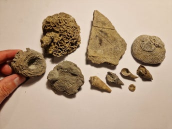 Fossil Korall Gotland nr 1
