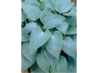Canadian Blue hosta Funkia frön