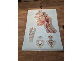 Vintage Anatomisk Plansch - Huvud och Hals
