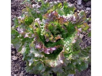 Sallad Rouge Grenobloise, minst 100 frön
