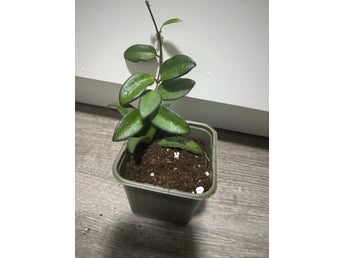 Hoya rosita växt i plastkruka