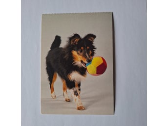 Vykort med hundmotiv. Sheltie.