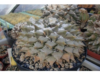 ARIOCARPUS RETUSUS - FRÖN