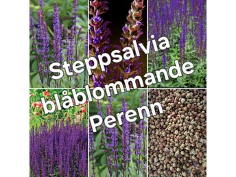 Steppsalvia. Blåblommande perenn- sättfrön. Frakt ingår