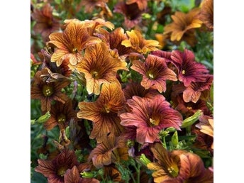 Trumpetblomma 'Cafe au Lait' 25st frön