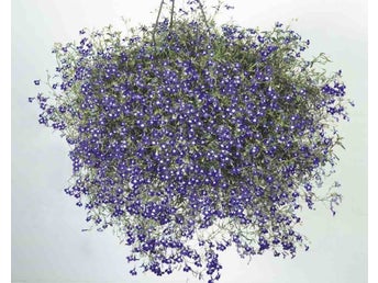 Frön från Lobelia pendula Sapphir