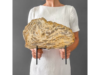 Förstenat fossilt trä 31 x 30 cm inklusive stativ av metall 20-23 miljoner år
