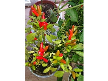 Etna Italiensk Chili frön