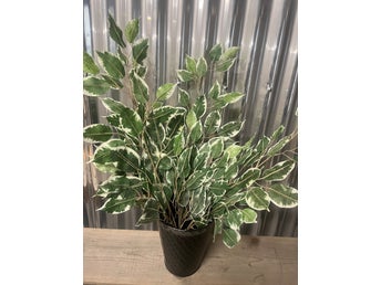 DAGENS KLIPP! Ficuskvistar 24st. 2-färgad Ficus, Naturtrogna Sidenväxter.