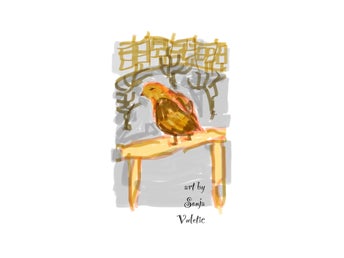vykort SPARVEN I FOKUS by Sonja Vuletic