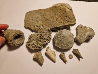 Fossil Korall Gotland nr 2