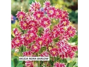 AKLEJA Nora Barlow och Black Barlow 80 frön