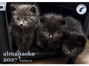 ÄNTLIGEN! 1 st Kattfondens almanacka 2027 - katt - hemlös katt - välgörenhet