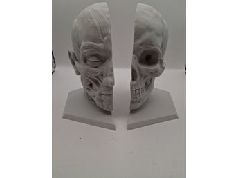Bookends human head anatomy