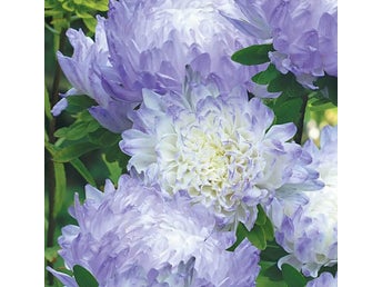 18 st frö till Aster