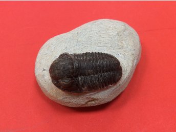 köpa fossil i sverige