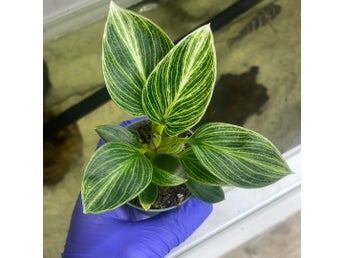 Philodendron Birkin växt i kruka