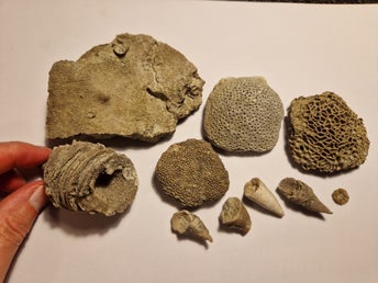 Fossil Korall Gotland nr 3