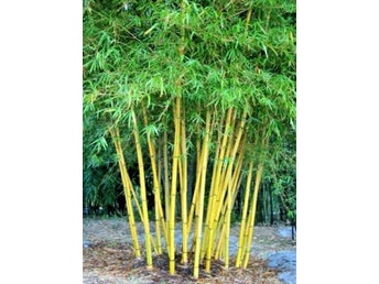Gul Bambu Frön (Phyllostachys aurea)